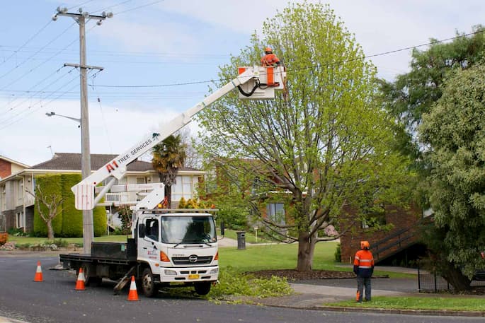 professional power line clearing one man standing on the ground and the other working up to cut the branches